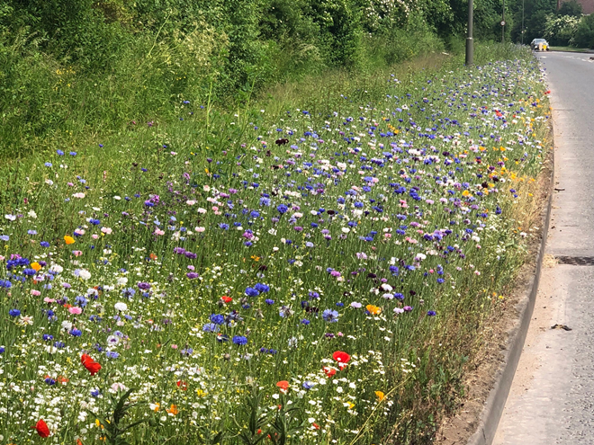 A wild side to roads in South Derbyshire South Derbyshire